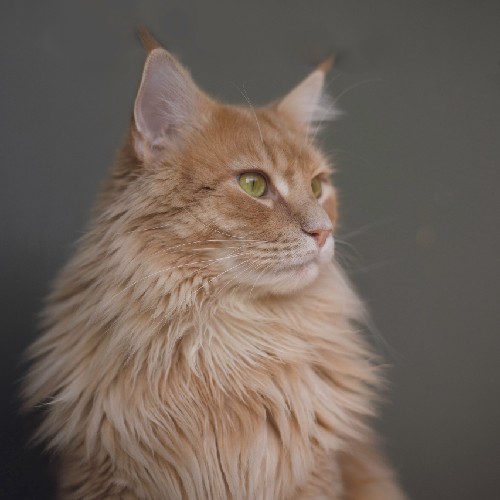 Tout Savoir Sur La Longevite Du Chat Polytrans