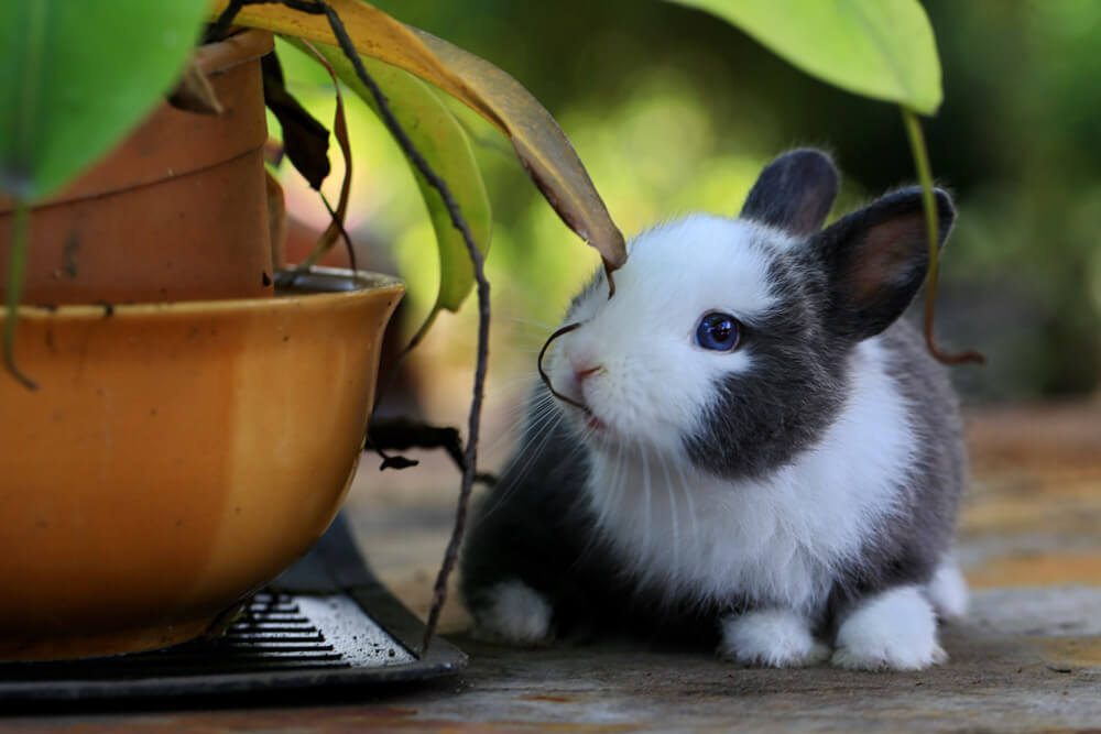 Decouvrez Le Top Des Animaux Les Plus Mignons Du Moment Polytrans
