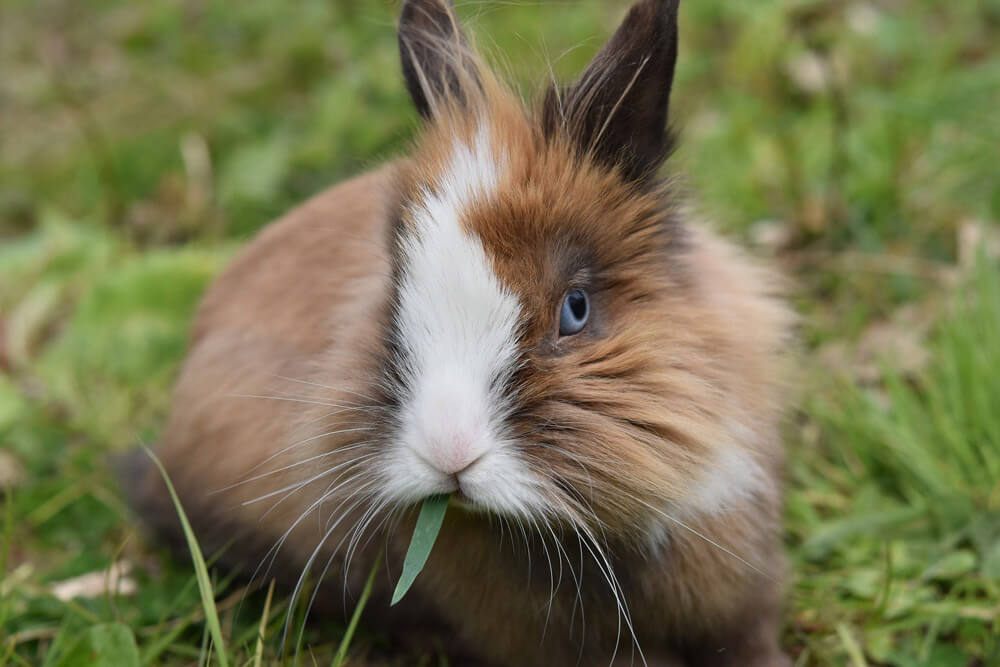 Decouvrez Le Top Des Animaux Les Plus Mignons Du Moment Polytrans