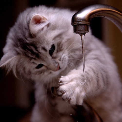 Comment Rafraichir Un Chat Quand Il A Trop Chaud Polytrans