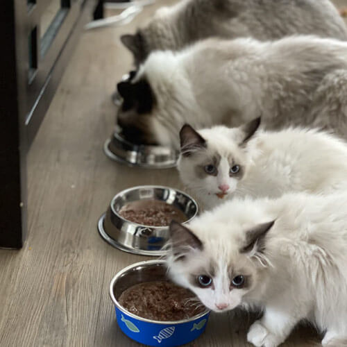 Accouplement Et Reproduction Des Chats Polytrans