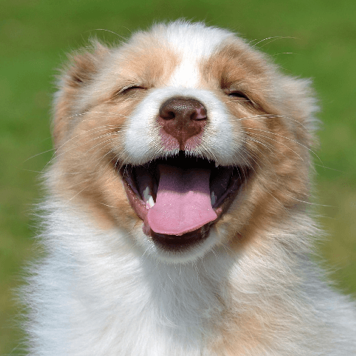 Tout Savoir Sur Le Chiot Berger Australien Tout Savoir Sur Le Chiot Berger Australien