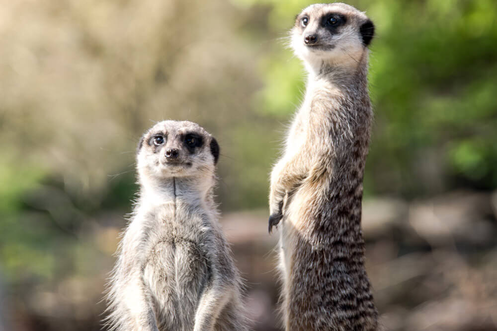 Decouvrez Le Top Des Animaux Les Plus Mignons Du Moment Polytrans