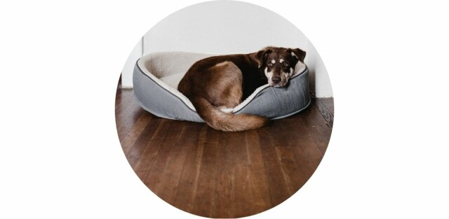 Kit Coussin Pour Chien De Race Collie - Taille Adaptée, Neuf, Fabriqué Au Royaume-Uni