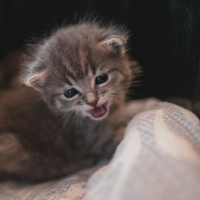 Tout Savoir Sur La Gestation Du Chat