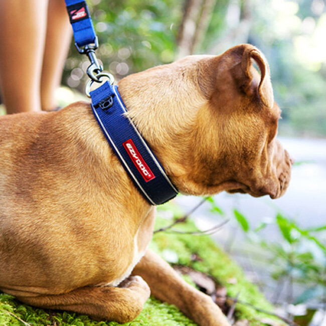 training lead leash