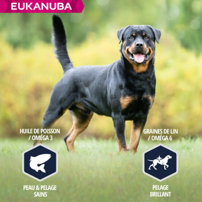 eukanuba rottweiler