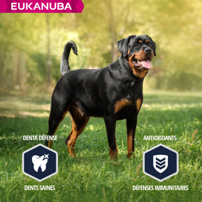 eukanuba rottweiler