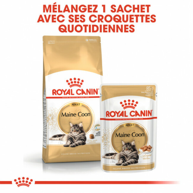 Croquettes pour chat Maine Coon 31 Royal Canin