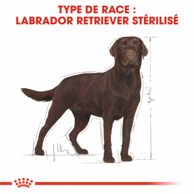 Royal Canin Maxi Breed Labrador Retriever Sterilised Adult Contenances Royal Canin 12 kg 3182550787581
