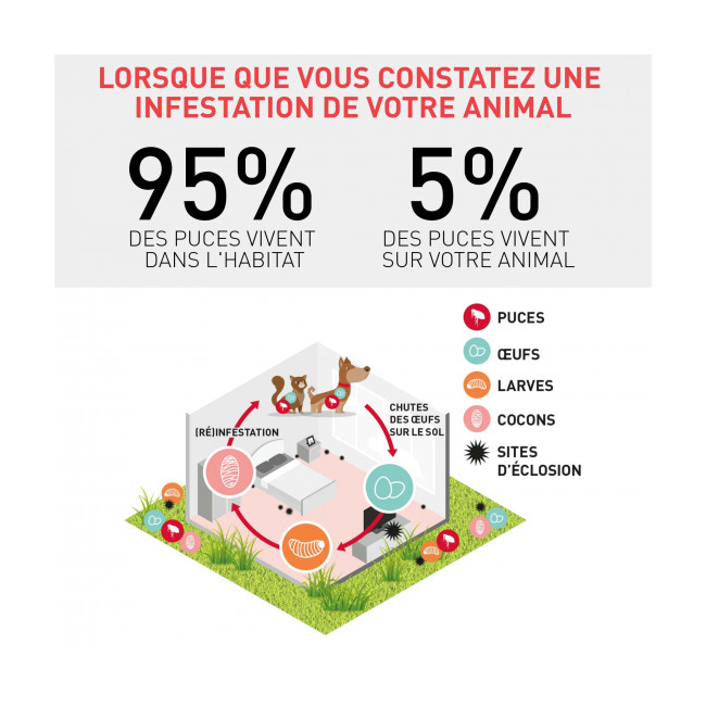 Pipette Frontline Contre Les Puces Sur Le Chat