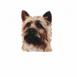 Autocollant De Voiture Cairn Terrier - Cadeau Pour Propriétaire De